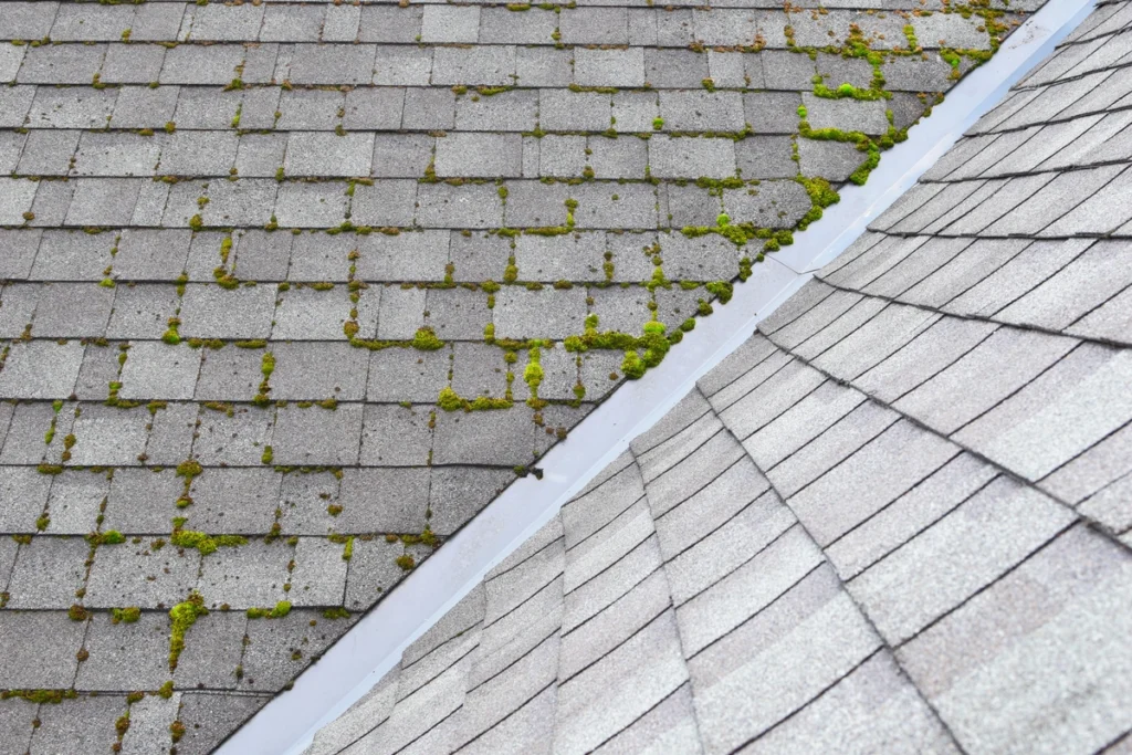 mossy-on-roof-shingles