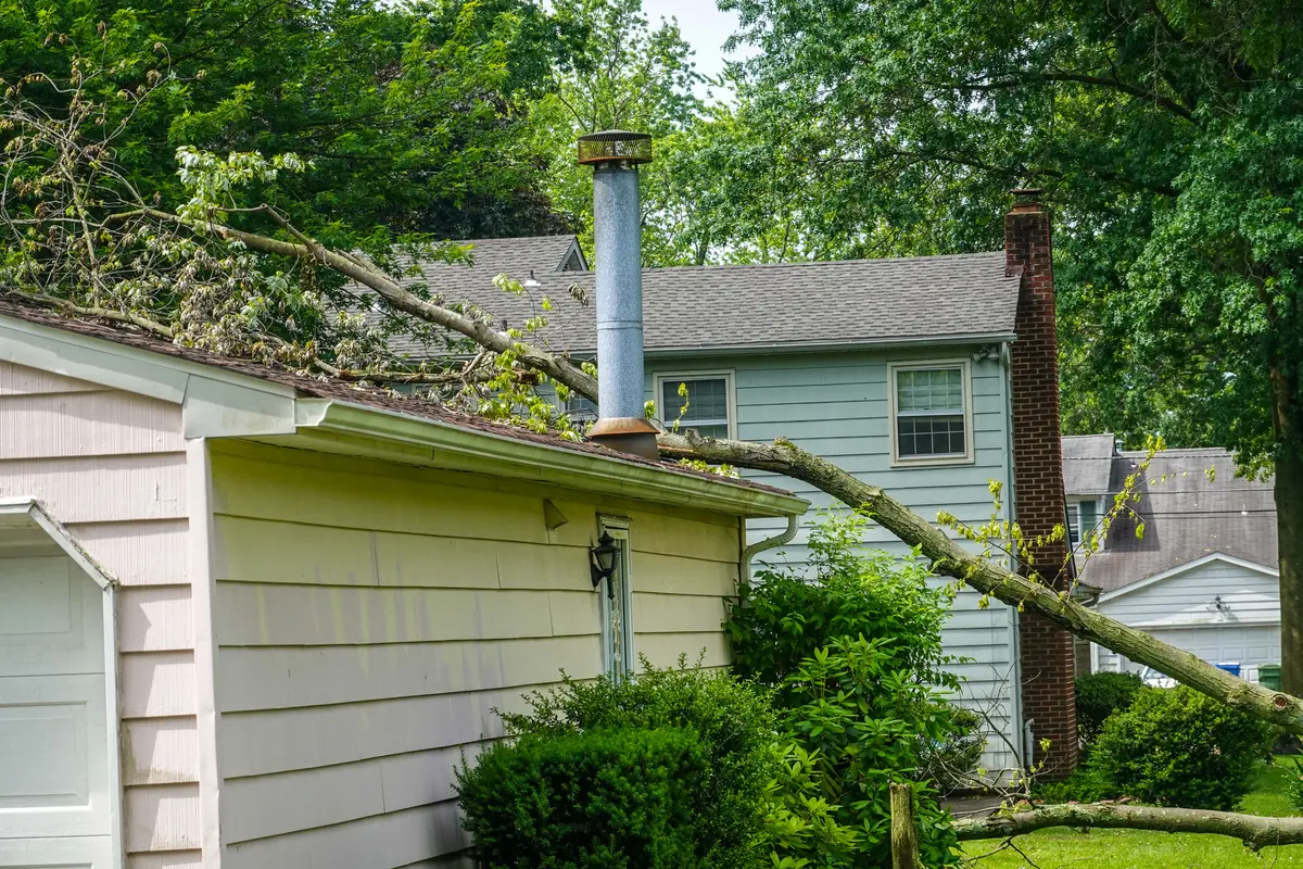 tree roof damage