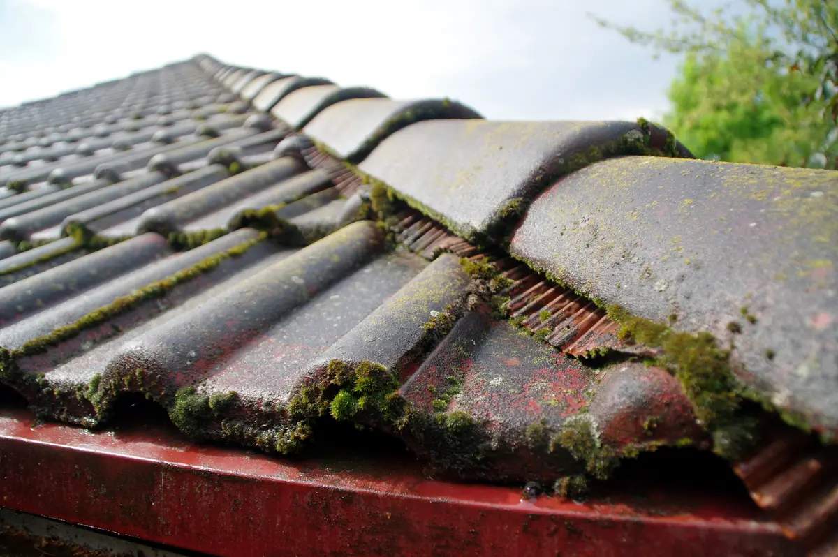 mold and moss on tile