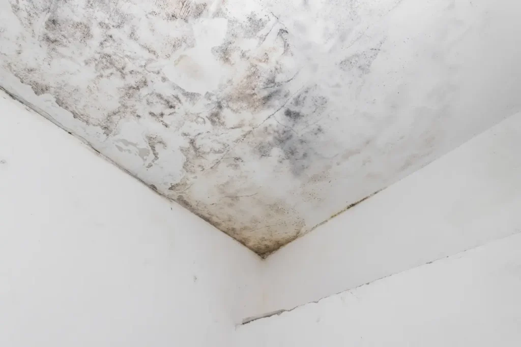 mold on ceiling