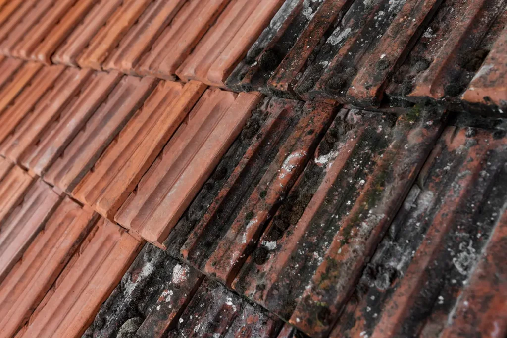 moldy roof tiles