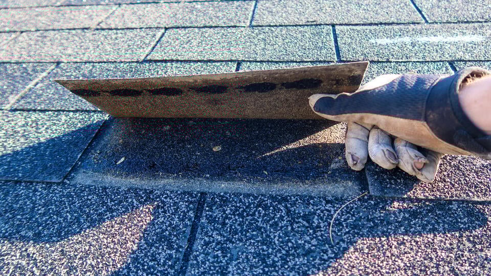 asphalt roof repair-close up of a gloved hand lifting a shingle on a roof