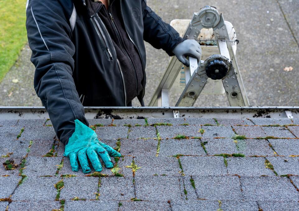 roof warranty-regular roof maintenance like removing moss from shingles