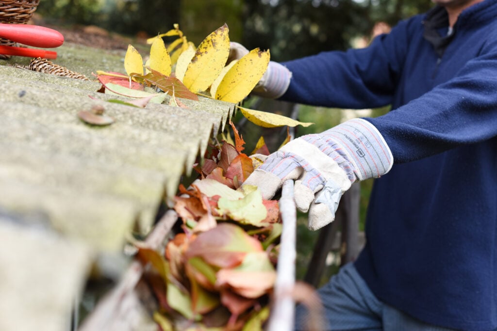 how to clean gutters Leaves in eaves. cleaning gutter blocked with autumn leaves.